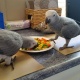 pure-african-grey-african-grey-parrot-abadi-jalalpur-pirwala
