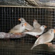 fawn-females-of-black-cheek-zebra-finch-lahore-1