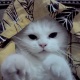 beautiful-persian-cat-female-persian-cats-karachi-2