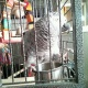 15-month-old-african-grey-parrot-other-badhber