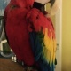 macaw-other-lahore-cantt