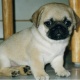 dogs-lover-pug-larkana