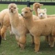 alpacas-for-sale-herd-guards-pets-grass-munchers-stud-services-other-abadi-jalalpur-pirwala