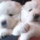 samoyed-puppies-available-now-afghan-hound-bagan