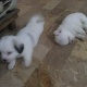 adopt-a-toy-puppy-other-karachi-2