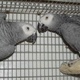 talking-african-grey-parrots-african-grey-parrot-bhera