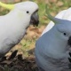 gorgeous-female-umbrella-cockatoo-other-lahore-cantt
