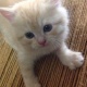 i-want-to-sell-my-persian-doll-face-cats-and-kittens-persian-cats-karachi-3