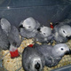 dna-tasted-and-trained-parrots-amazons-and-cockatoos-for-sale-african-grey-parrot-hafizabad-i