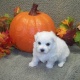 akc-tea-cup-maltese-puppies-other-ali-pur