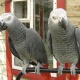 a-pair-of-african-grey-parrots-for-sale-african-grey-parrot-abadi-jalalpur-pirwala