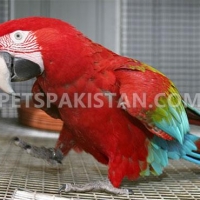 green-wing-macaw-parrot-babies-on-sale-whatsapp-12486625079-macaws-islamabad-2