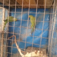 green-ring-neck-parrot-for-sale--lahore