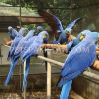 african-grey-cockatoo-macaws-amazons-elecdus-for-sale-whatsapp-12486625079-macaws-akhtar-abad-3