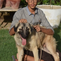 turkish-kangal-kurdish-kangal--karachi