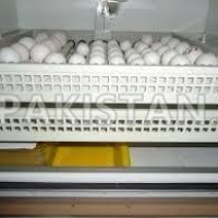 parrots-and-fertile-parrot-eggs-for-sale-african-grey-parrot-bhera-2