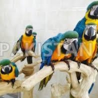 parrots-african-greys-amazons-conures-electus-fertile-eggs-cockatoos-abbottabad-4