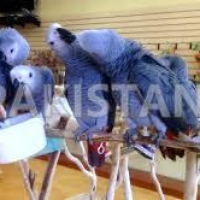 african-grey-cockatoo-macaws-amazons-elecdus-for-sale-whatsapp-12486625079-macaws-akhtar-abad-4