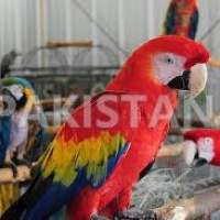 green-wing-macaw-parrot-babies-on-sale-whatsapp-12486625079-macaws-islamabad-3