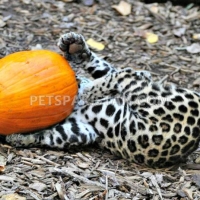 white-tiger-cubs-cheetah-cubs-panther-babies-lion-cubs-and-sheeps-savannah-f1-f2-f3-f4-kittens--texila