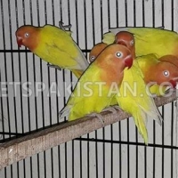 3-lotino-red-eyes-and-4-piece-lotino-black-eyes-split-of-albino-red-eyes-lovebirds-lahore-2