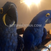 macaws-for-sale-macaws-islamabad-2