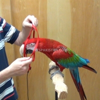 a-pair-of-talking-african-grey-parrots-whatsapp-12486625079-african-grey-parrot-abadi-jalalpur-pirwala-2