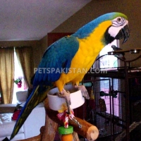 green-wing-macaw-parrot-babies-on-sale-amazon-parrots-abbasia