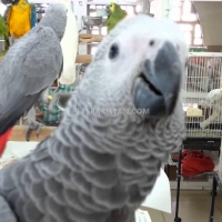 a-pair-of-talking-african-grey-parrots-whatsapp-12486625079-african-grey-parrot-badhber-2