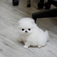 excellence-male-and-female-pomeranian-puppies-ready-for-adoption-pomeranian-abbasia