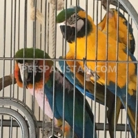 cheap-male-and-female-blue-and-gold-macaw-for-sale-whatsapp-1-719-301-9078-african-grey-parrot-ahmadabad-2