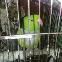 green-parrot-for-sale-indian-ringneck-therhi-2