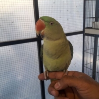 raw-female-full-tame-raw-beautiful-male-indian-ringneck-lahore-3