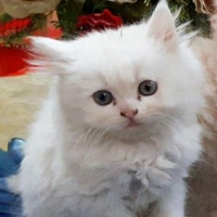 persian-kittens-persian-cats-karachi-2