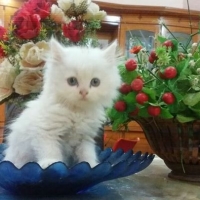 persian-kittens-persian-cats-karachi-3