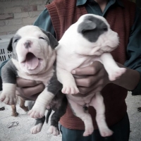 pittbull-pups-other-islamabad-2