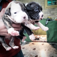 pittbull-pups-other-islamabad-3