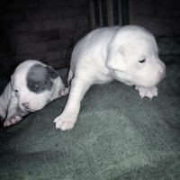 pittbull-pups-other-islamabad-4