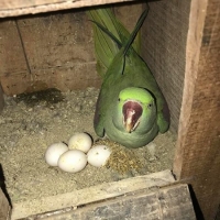raw-breeder-pair-indian-ringneck-islamabad-3