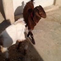 khubsurat-goats-sheep-karachi