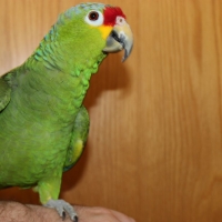 macaw-parrots-cockatoos-grey-parrots-amazons-ostriches-falcons-ostriches-macaws-panjgur-2