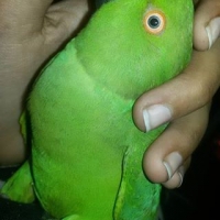 i-m-selling-my-beautiful-green-ring-neck-parrot-indian-ringneck-rawalpindi-2