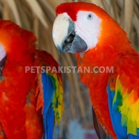 green-wing-macaw-parrot-babies-on-sale-macaws-ali-pur-4