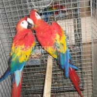 african-grey-cockatoo-macaws-amazons-elecdus-for-sale-whatsapp-12486625079-macaws-akhtar-abad-2