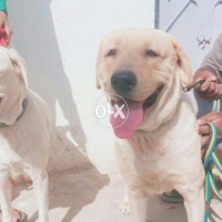 puppies-labrador-retriever-karachi-4