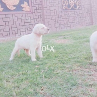 puppies-labrador-retriever-karachi-3
