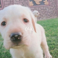 puppies-labrador-retriever-karachi-2