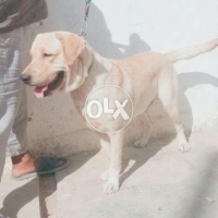 puppies-labrador-retriever-karachi