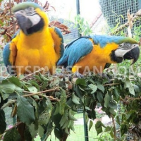 adorable-and-talkative-blue-and-gold-macaw-parrots-macaws-chelhar-2