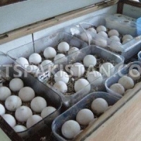 parrots-and-fertile-parrot-eggs-for-sale-african-grey-parrot-bhera-4